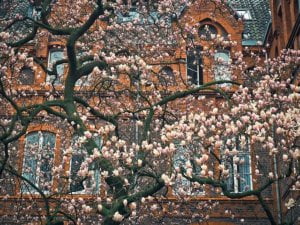 magnolia flower tree information in Hindi