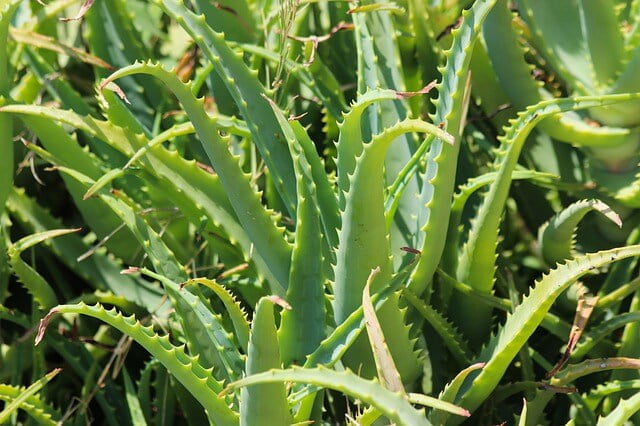 information-about-aloe-vera-in-hindi-only-my-fitness