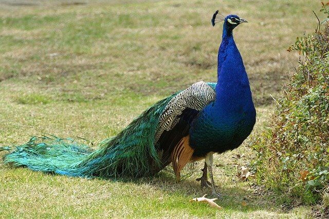 10-lines-on-peacock-in-hindi-essay-on-peacock-in-hindi-writing