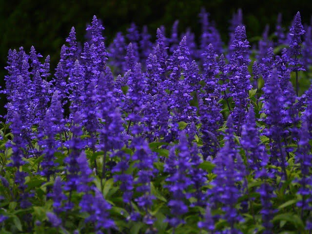 what-is-sage-leaf-in-hindi-sage-leaves-only-my-fitness